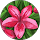 avis